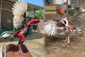 Chào mừng toàn thể anh em bet thủ đã quay trở lại với chuyên mục chia sẻ kinh nghiệm từ Trang chủ Jun88 ! Trong thế giới đá gà cựa sắt đầy kịch tính, việc...